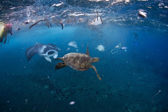 Sinh vật biển bị rác nhựa bủa vây - Ảnh: OHN JOHNSON